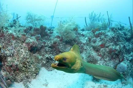 Élőerős alatti laboratórium Aquarius - hírek képekben