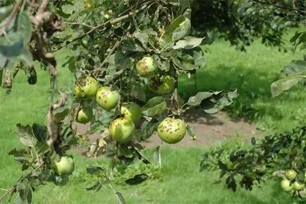 Лечение на заболявания на ябълка, съвети