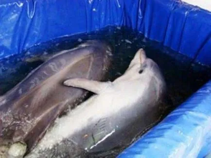 A hátoldalon a dolphinarium és hogyan állatokat tartanak a túra során - vegán