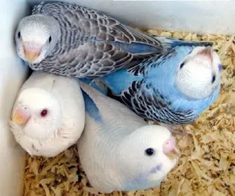 Kommunikáció a budgies, ötletek