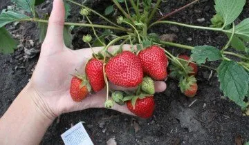 Crop на ягоди - когато имате нужда от него, за да се направи и защо е необходим