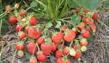 Crop de căpșuni - atunci când aveți nevoie pentru a face și de ce este nevoie