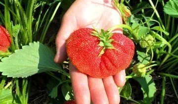 Crop de căpșuni - atunci când aveți nevoie pentru a face și de ce este nevoie