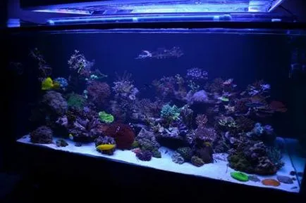 Serviciu Aquarium mod independent