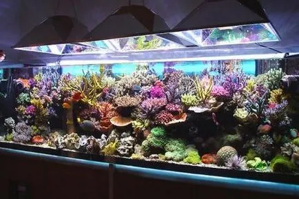 Serviciu Aquarium mod independent