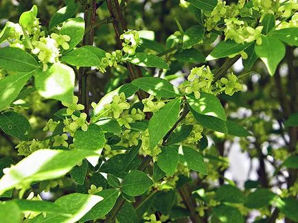 Tunderea arbuști în toamna - cum să taie trandafiri, Clematis si hortensie, spirea toamna tăiere, iasomie și