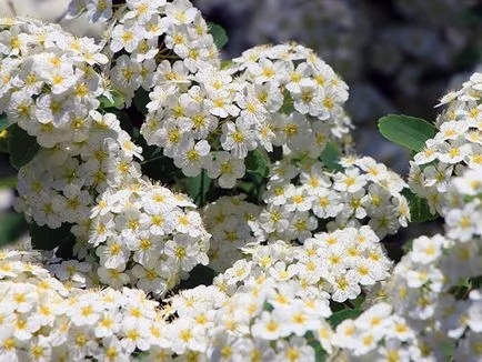 Tunderea arbuști în toamna - cum să taie trandafiri, Clematis si hortensie, spirea toamna tăiere, iasomie și