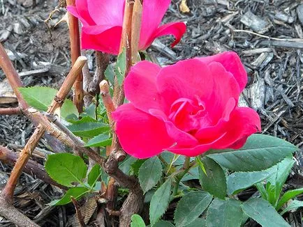 Tunderea arbuști în toamna - cum să taie trandafiri, Clematis si hortensie, spirea toamna tăiere, iasomie și