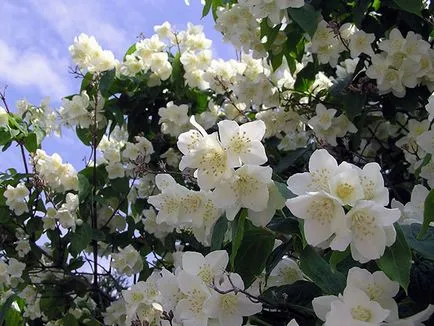 Tunderea arbuști în toamna - cum să taie trandafiri, Clematis si hortensie, spirea toamna tăiere, iasomie și