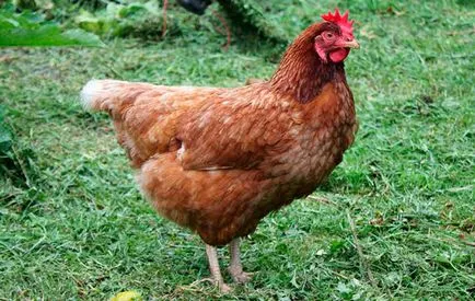 Áttekintést az összes csirkét nevel, mit válasszon az otthoni tenyésztés