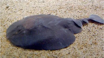 Despre atacurile asupra stingrays oameni din ghearele animalelor