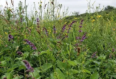 Determinarea buruienilor acidității solului, un blog despre flora