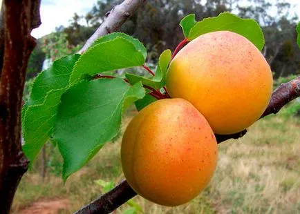 descrierea soiului de piersici caise - fotografii și caracteristici de cultivare