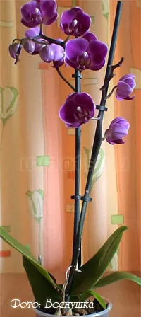 Orchid Phalaenopsis - грижи и трансплантация у дома, цъфтеж, вредители и болести