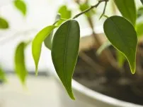 Caracteristici ale Ficus cultivare Ali, flori in casa (vila)