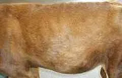 Osteosarcoma a kutyák és macskák