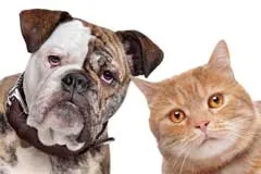 Osteosarcoma a kutyák és macskák