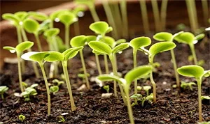 Основните характеристики на нарастващите краставица разсад