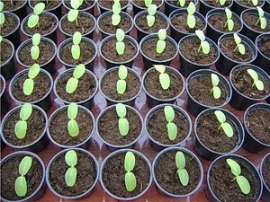 Основните характеристики на нарастващите краставица разсад