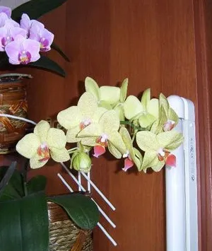 Orchid Phalaenopsis - грижи и трансплантация у дома, цъфтеж, вредители и болести