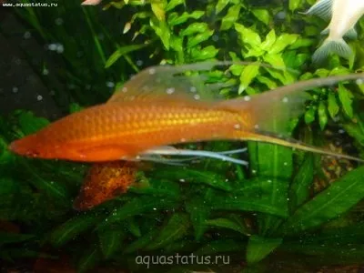 Характеристики gonopodium вилица swordtail