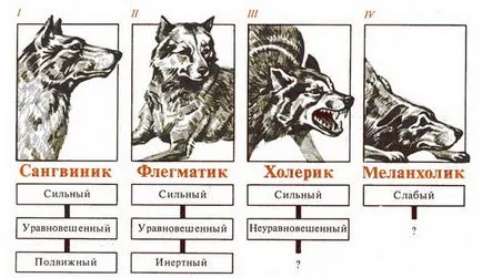 Особености темперамент на кучета от различни породи - в клуба на младите любители на кучета