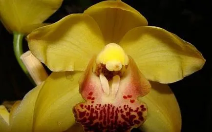 Orchid édességek