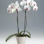 esik orchidea