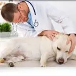 Ovariovit kutyák és, a mellékhatások, a költség, hol lehet megvásárolni, a trágyázás, használati