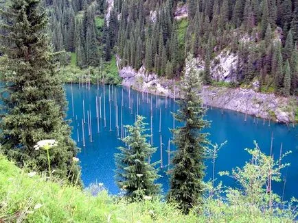 Lacul Kaindy în copaci Kazakhstan sub apă