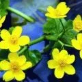 Хвощ - розмноження, посадка і догляд (розмноження посадка догляд) Хвощ - розмноження, посадка і догляд