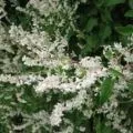 Хвощ - розмноження, посадка і догляд (хвощ) Хвощ - розмноження, посадка і догляд