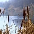 Хвощ - розмноження, посадка і догляд (розмноження) Хвощ - розмноження, посадка і догляд