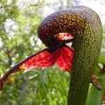 Хижі (комахоїдні) рослини, nature plants - природа і рослини