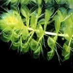 Хижі (комахоїдні) рослини, nature plants - природа і рослини