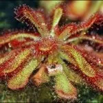 Хижі (комахоїдні) рослини, nature plants - природа і рослини
