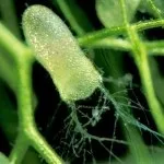 Хижі (комахоїдні) рослини, nature plants - природа і рослини