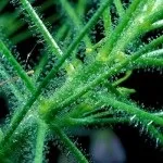 Хижі (комахоїдні) рослини, nature plants - природа і рослини