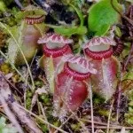 Хижі (комахоїдні) рослини, nature plants - природа і рослини