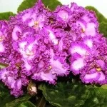 Хижі (комахоїдні) рослини, nature plants - природа і рослини