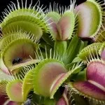Хижі (комахоїдні) рослини, nature plants - природа і рослини