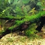Хижі (комахоїдні) рослини, nature plants - природа і рослини