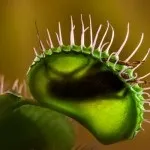 Хижі (комахоїдні) рослини, nature plants - природа і рослини