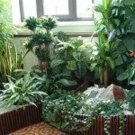 Хижі (комахоїдні) рослини, nature plants - природа і рослини