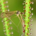 Хижі (комахоїдні) рослини, nature plants - природа і рослини