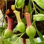 Хижі (комахоїдні) рослини, nature plants - природа і рослини
