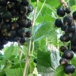 Хижі (комахоїдні) рослини, nature plants - природа і рослини