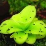 Хижі (комахоїдні) рослини, nature plants - природа і рослини