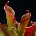 Хижі (комахоїдні) рослини, nature plants - природа і рослини