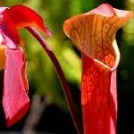 Хижі (комахоїдні) рослини, nature plants - природа і рослини